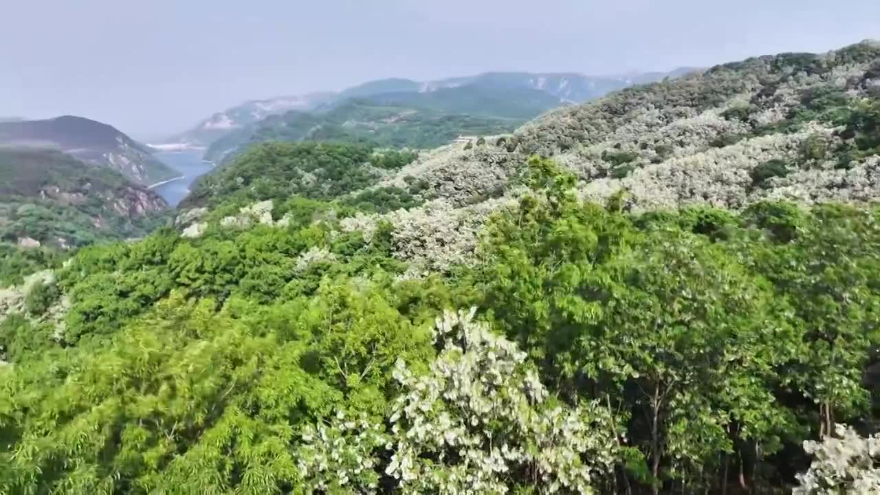 山东日照市九仙山风景区漫山槐花白如雪视频素材