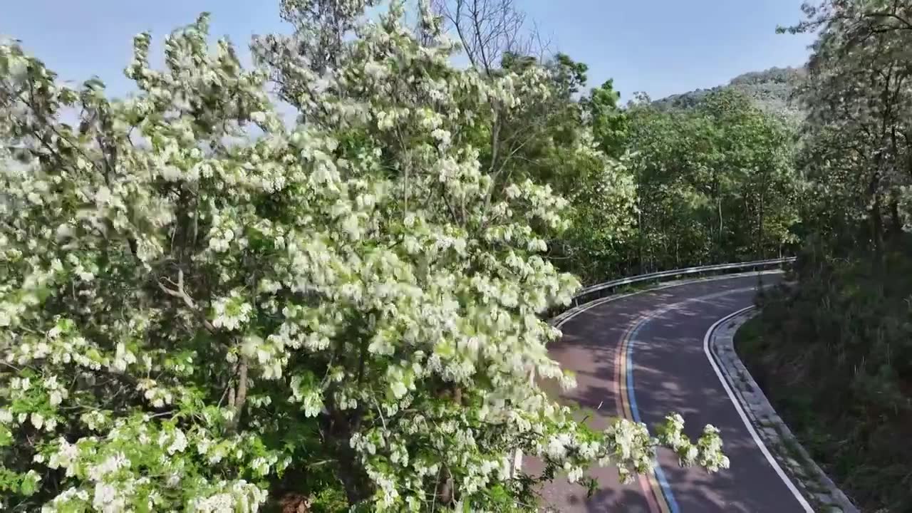 山东日照市九仙山风景区漫山槐花白如雪视频下载