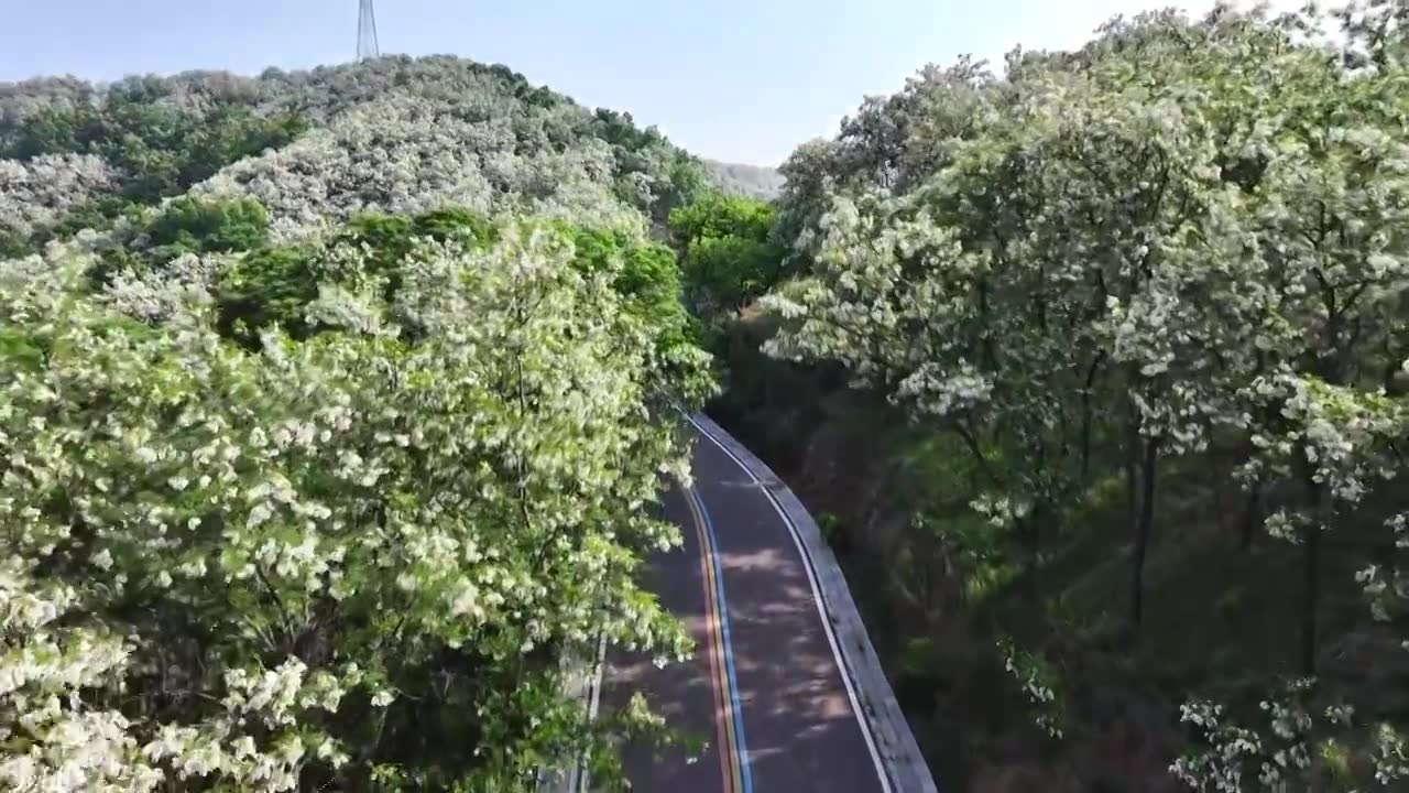 山东日照市九仙山风景区漫山槐花白如雪视频素材