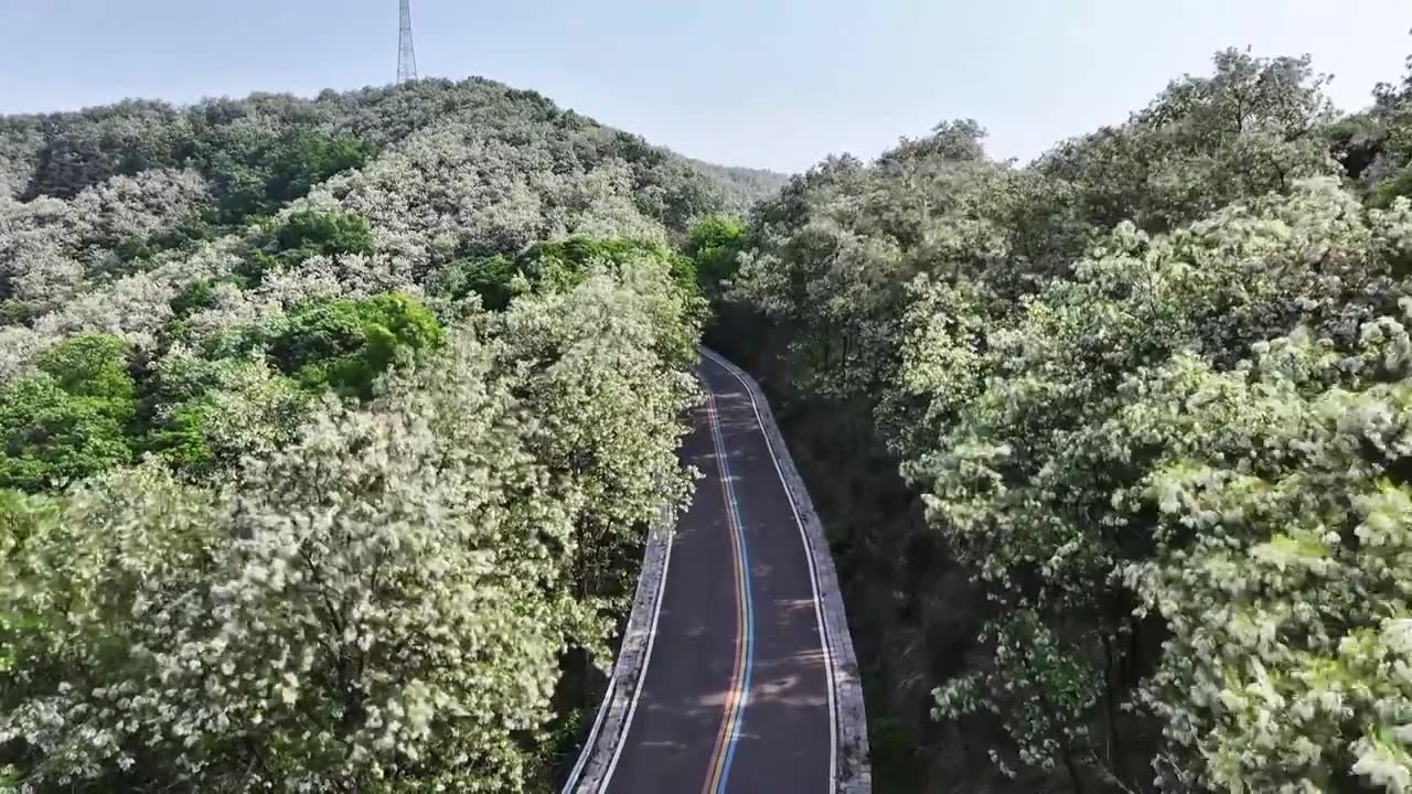 山东日照市九仙山风景区漫山槐花白如雪视频素材