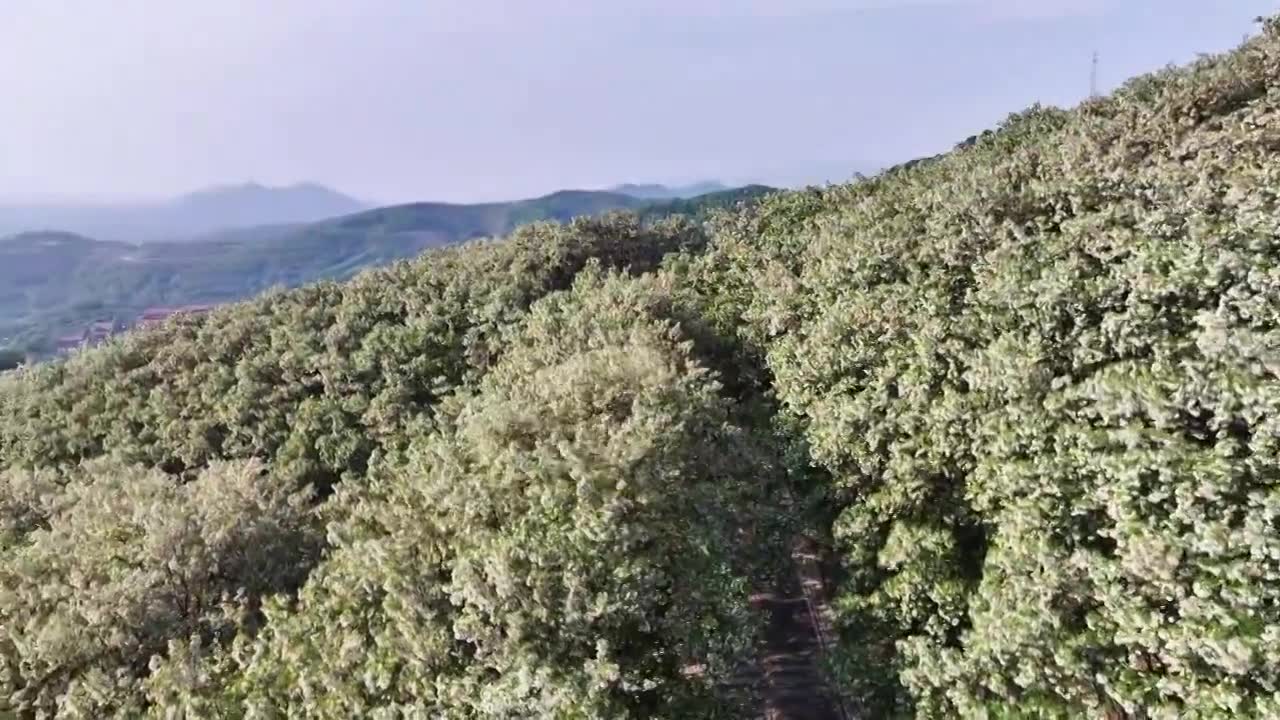 山东日照市九仙山风景区漫山槐花白如雪视频素材