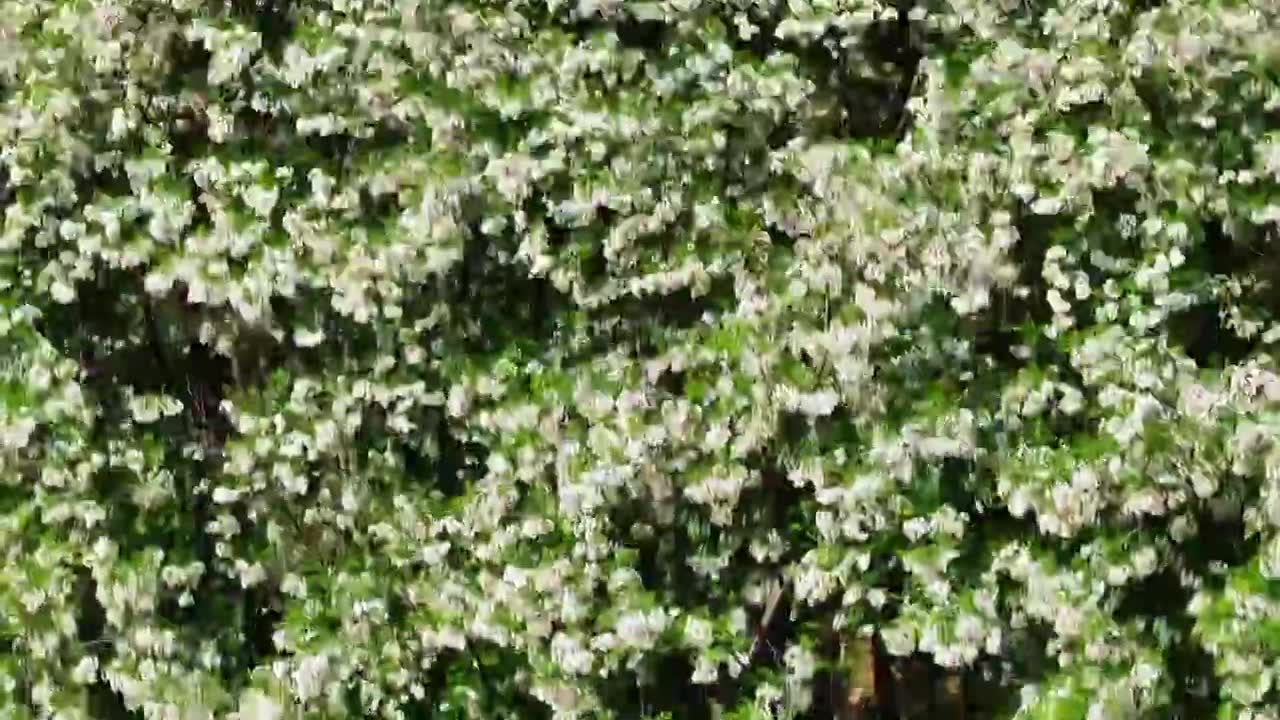 山东日照市九仙山风景区漫山槐花白如雪视频素材