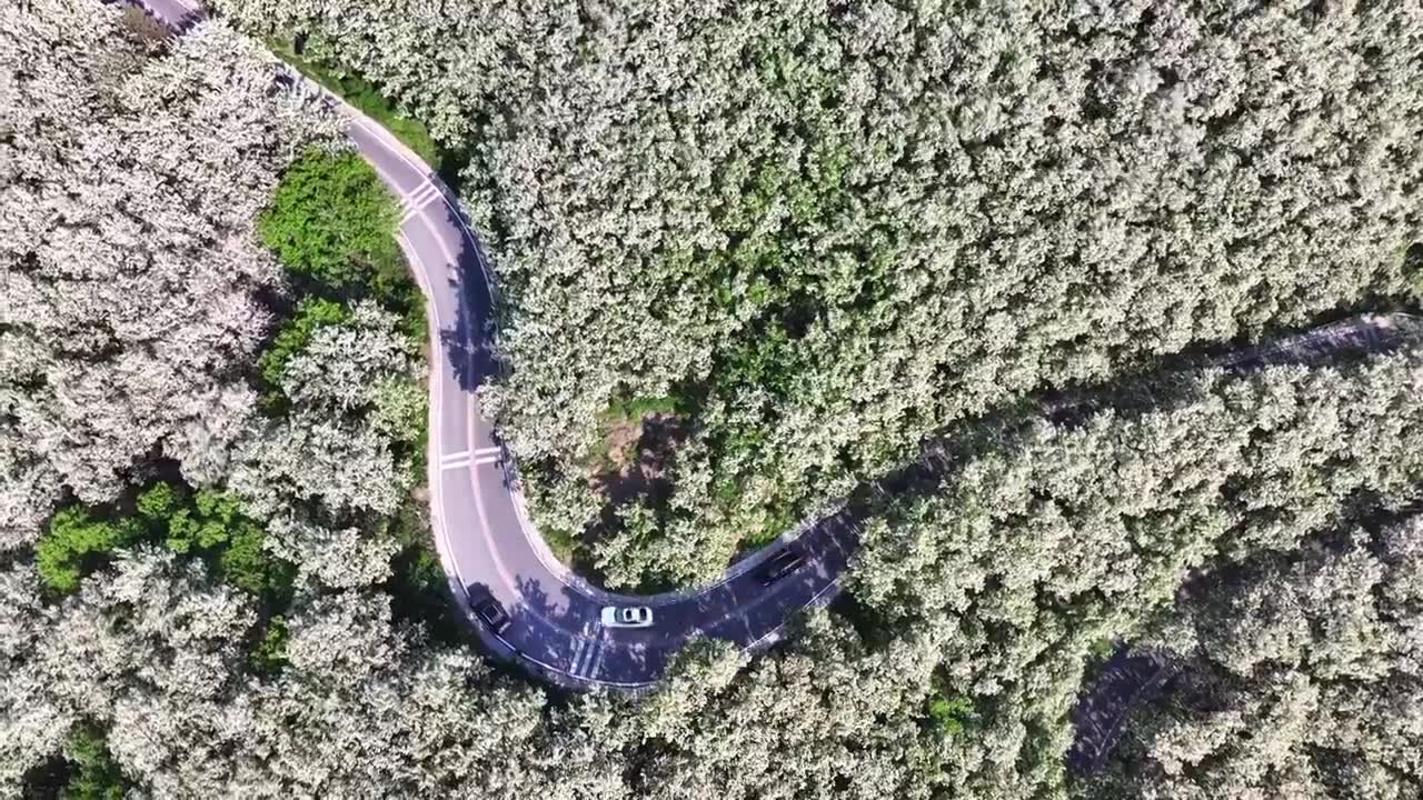 山东日照市九仙山风景区漫山槐花白如雪视频下载