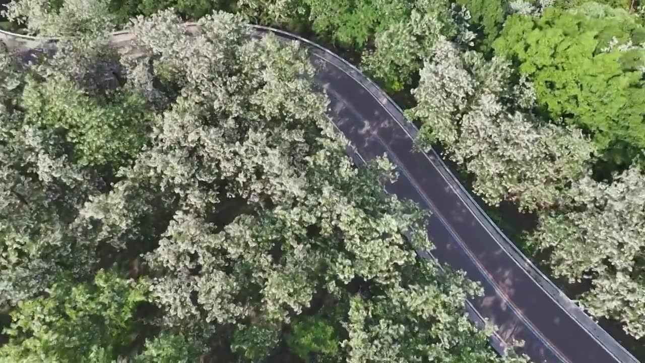 山东日照市九仙山风景区漫山槐花白如雪视频素材