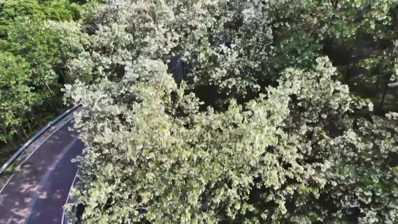 山东日照市九仙山风景区漫山槐花白如雪视频素材