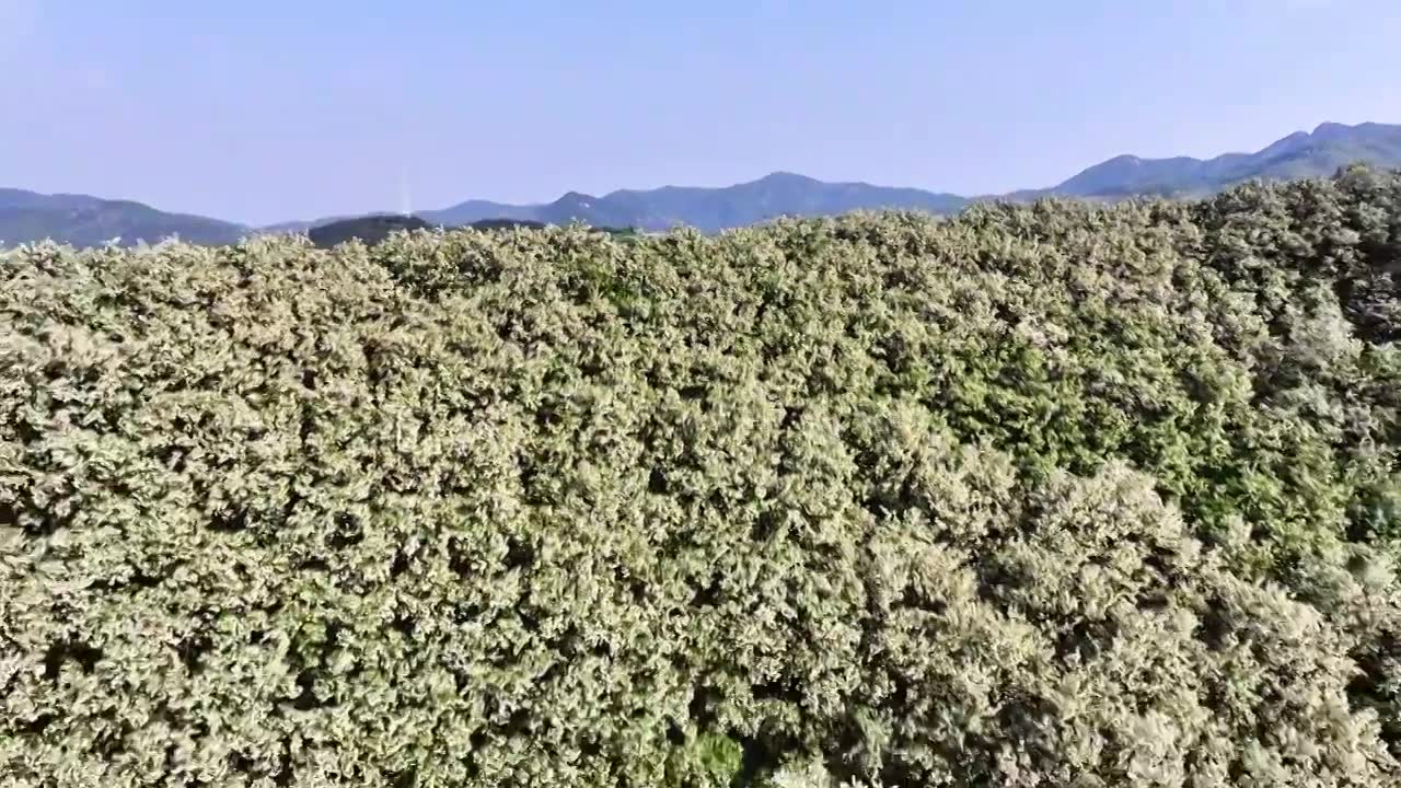 山东日照市九仙山风景区漫山槐花白如雪视频素材