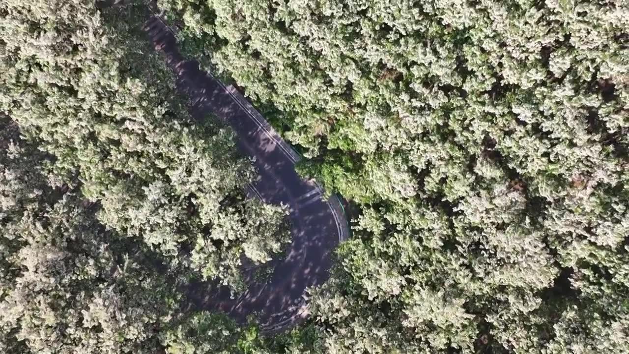 山东日照市九仙山风景区漫山槐花白如雪视频下载