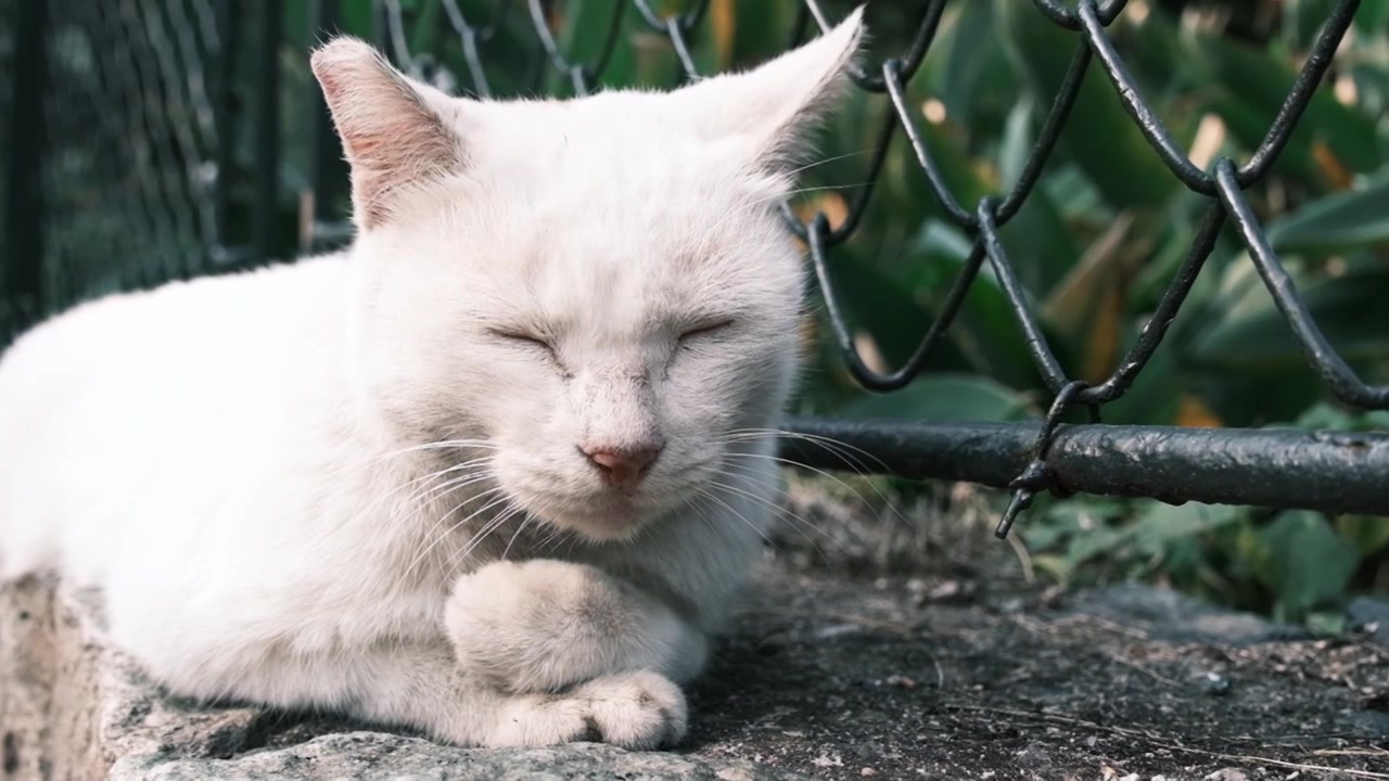 午睡的猫咪视频下载