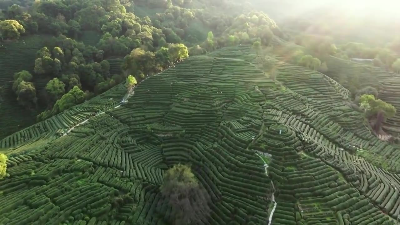 杭州西湖龙井茶园航拍视频素材