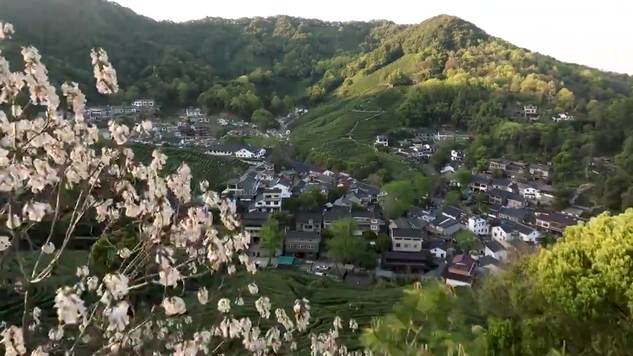 杭州西湖龙井茶园航拍视频素材