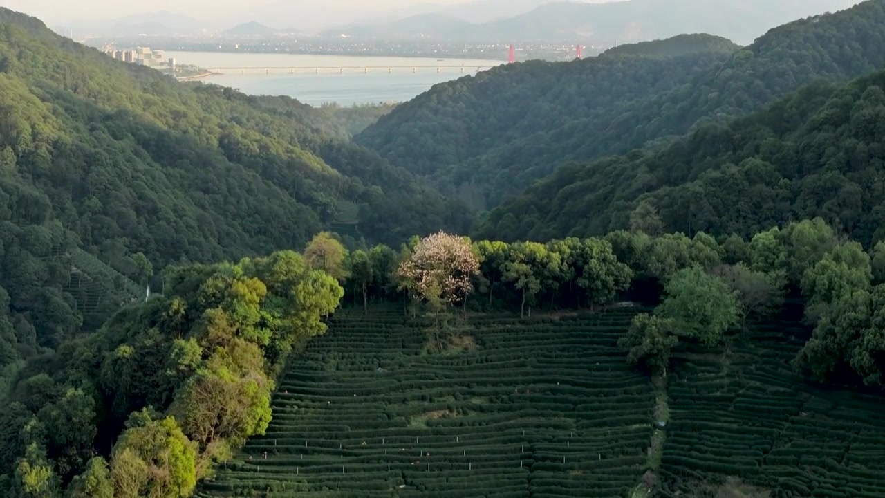 杭州西湖龙井茶园航拍视频素材