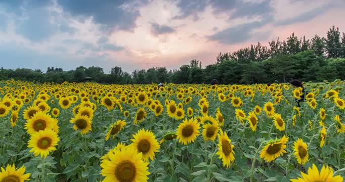 向日葵田地延时视频素材