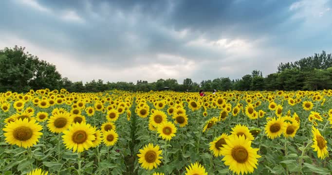 向日葵田地延时视频素材