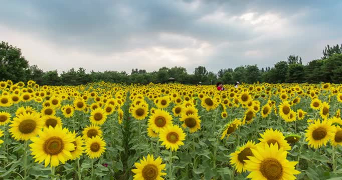 向日葵田地延时视频素材