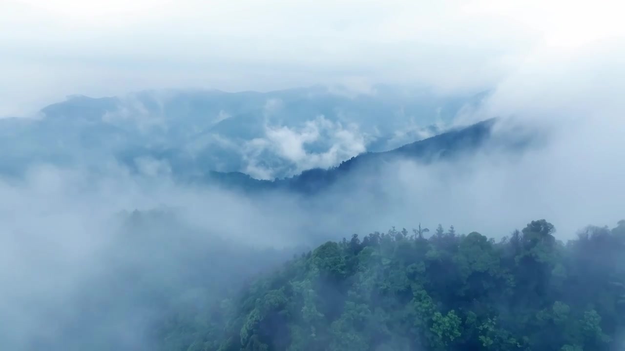 竹海，大面积的竹子种植，云雾缭绕视频下载