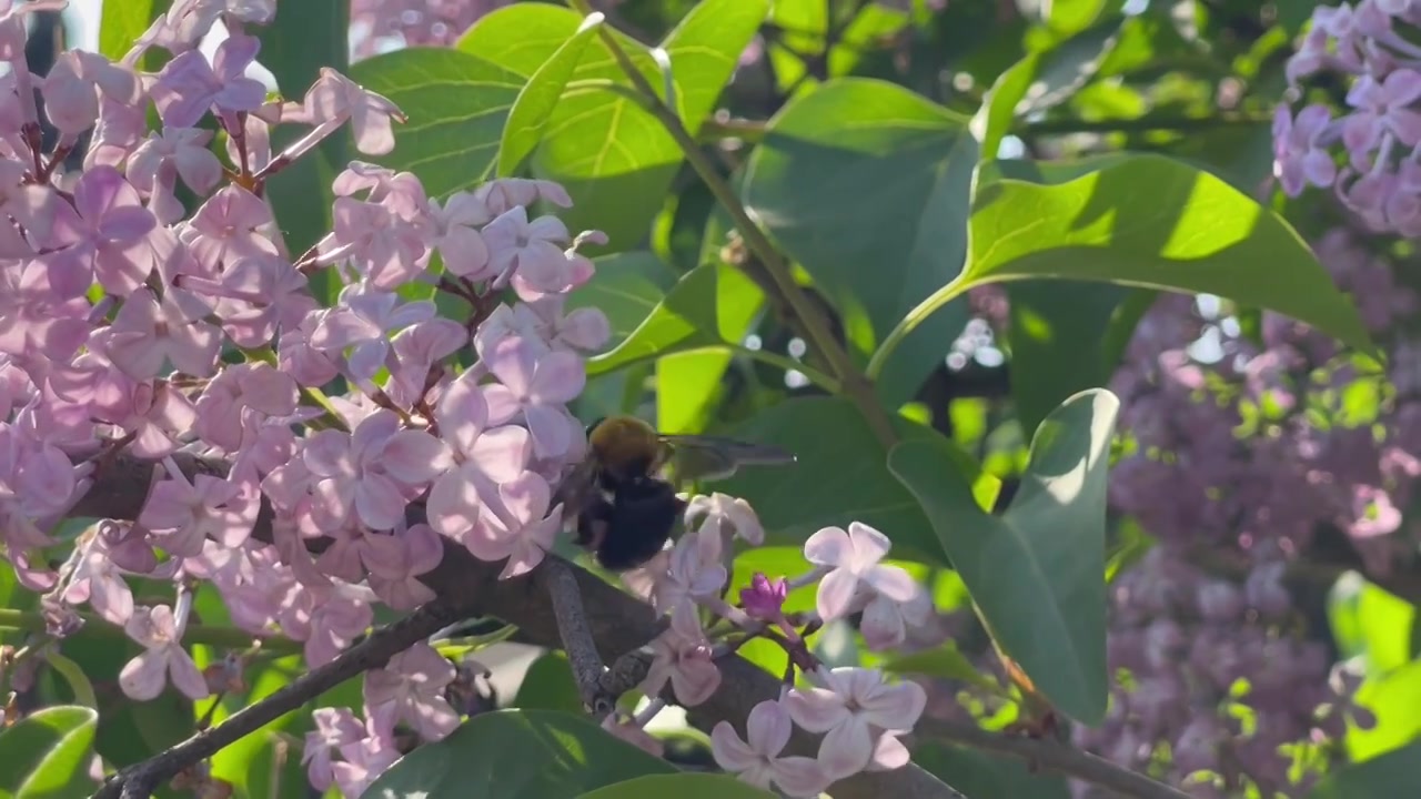 丁香花上采蜜的黄蜂视频下载