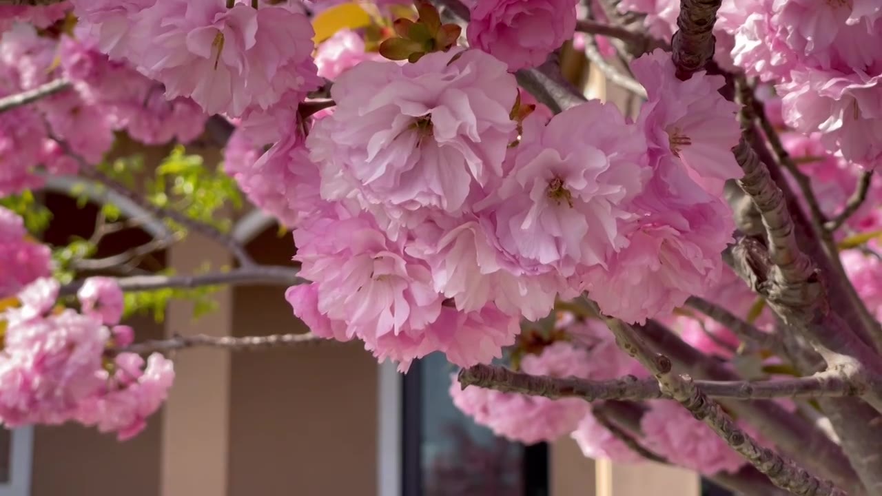 院子里盛开的樱花树视频下载