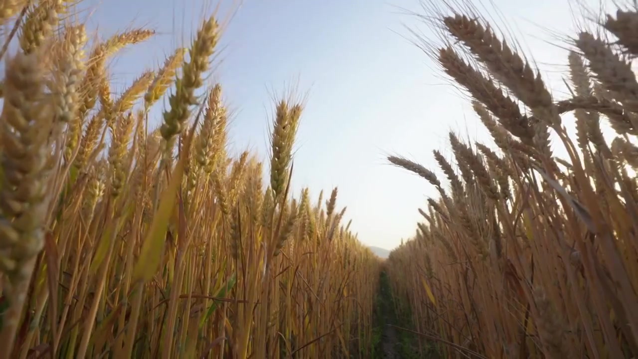 湖北襄阳夏收时节金黄的成熟的小麦麦田麦穗丰收景象视频素材