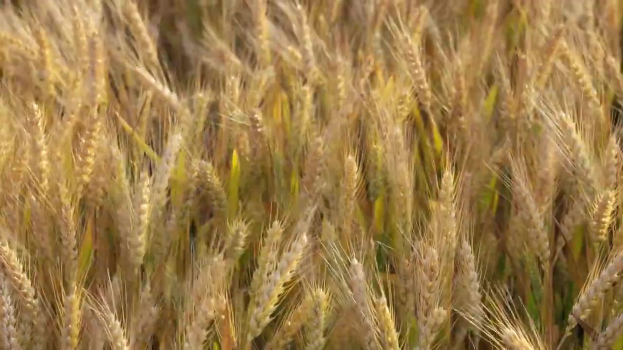 湖北襄阳夏收时节金黄的成熟的小麦麦田麦穗丰收景象视频素材