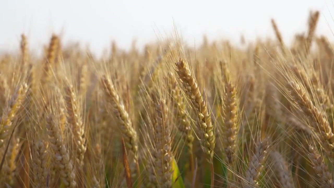 湖北襄阳夏收时节金黄的成熟的小麦麦田麦穗丰收景象视频素材