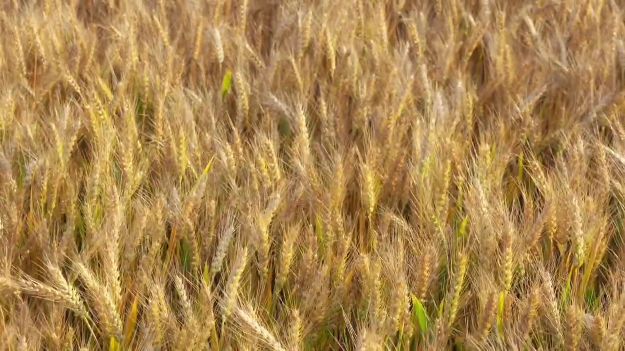 湖北襄阳夏收时节金黄的成熟的小麦麦田麦穗丰收景象视频素材