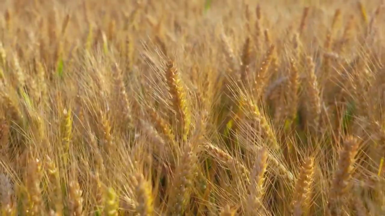 湖北襄阳夏收时节金黄的成熟的小麦麦田麦穗丰收景象视频素材