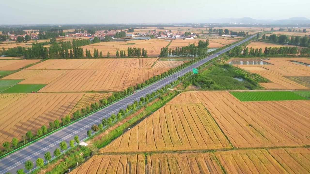 航拍湖北襄阳初夏一条公路穿过金黄的小麦麦田视频素材