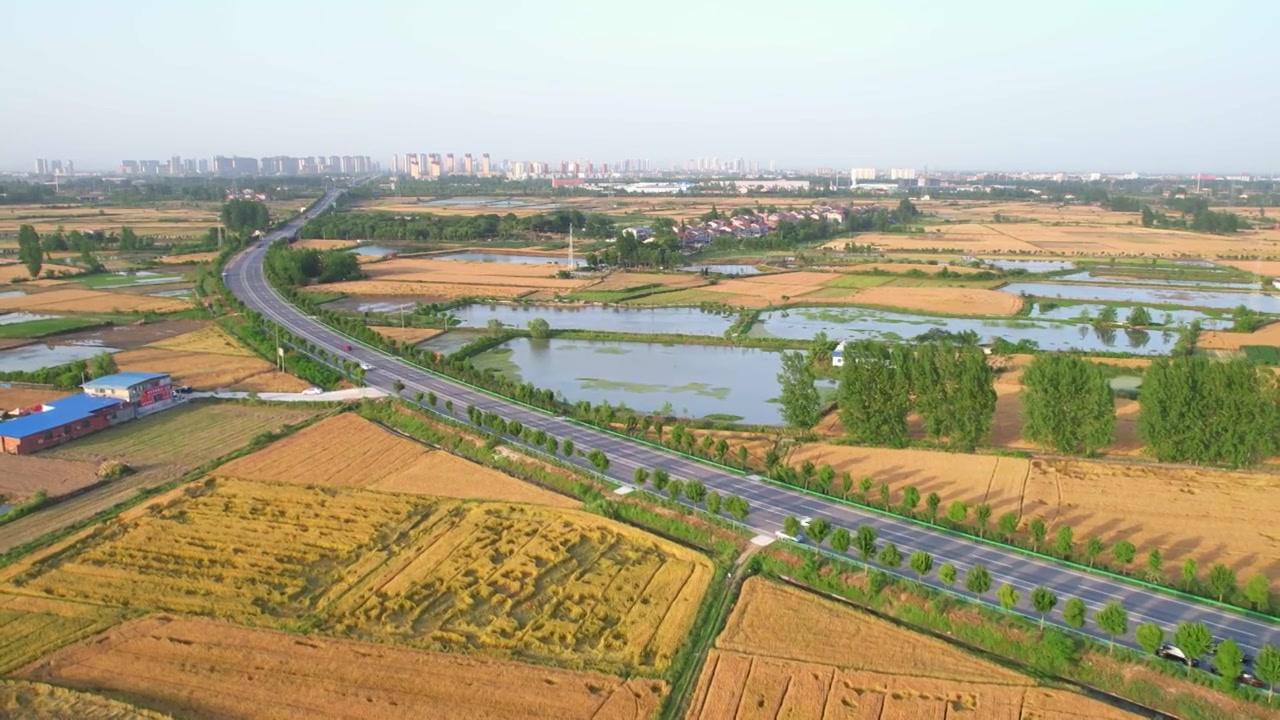 航拍湖北襄阳初夏一条公路穿过金黄的小麦麦田视频素材