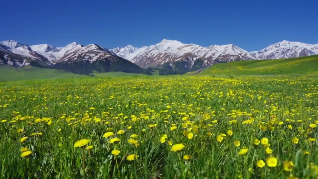 新疆伊犁那拉提空中草原的黄色野花视频素材