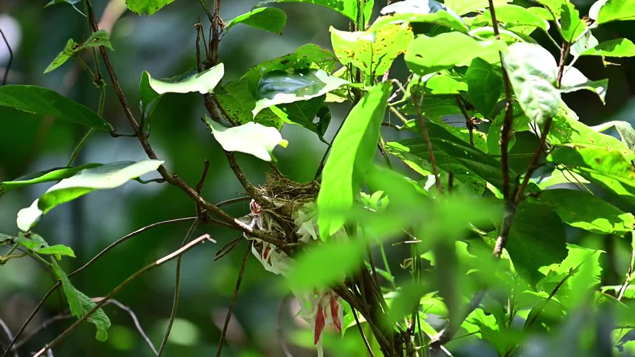 鸟视频素材