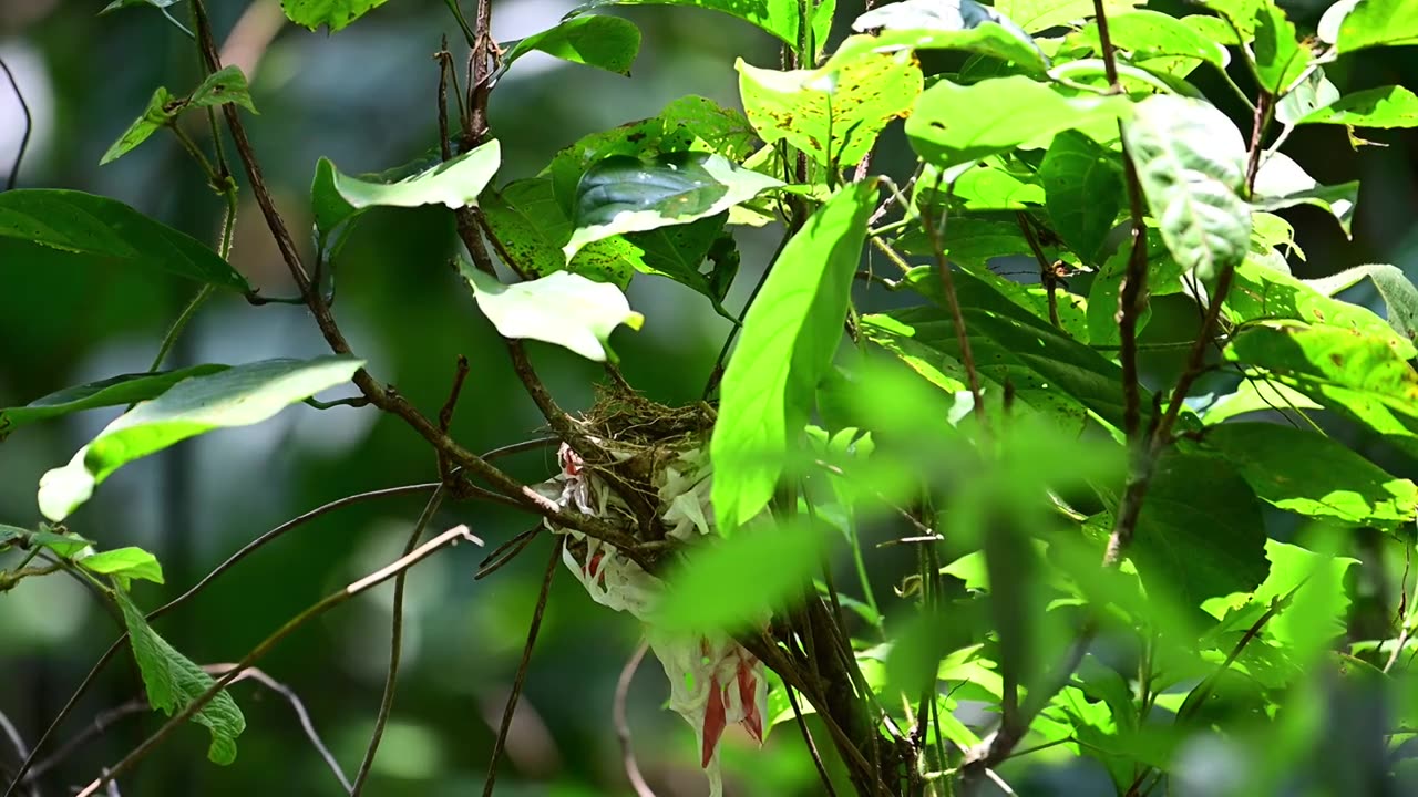 鸟视频素材