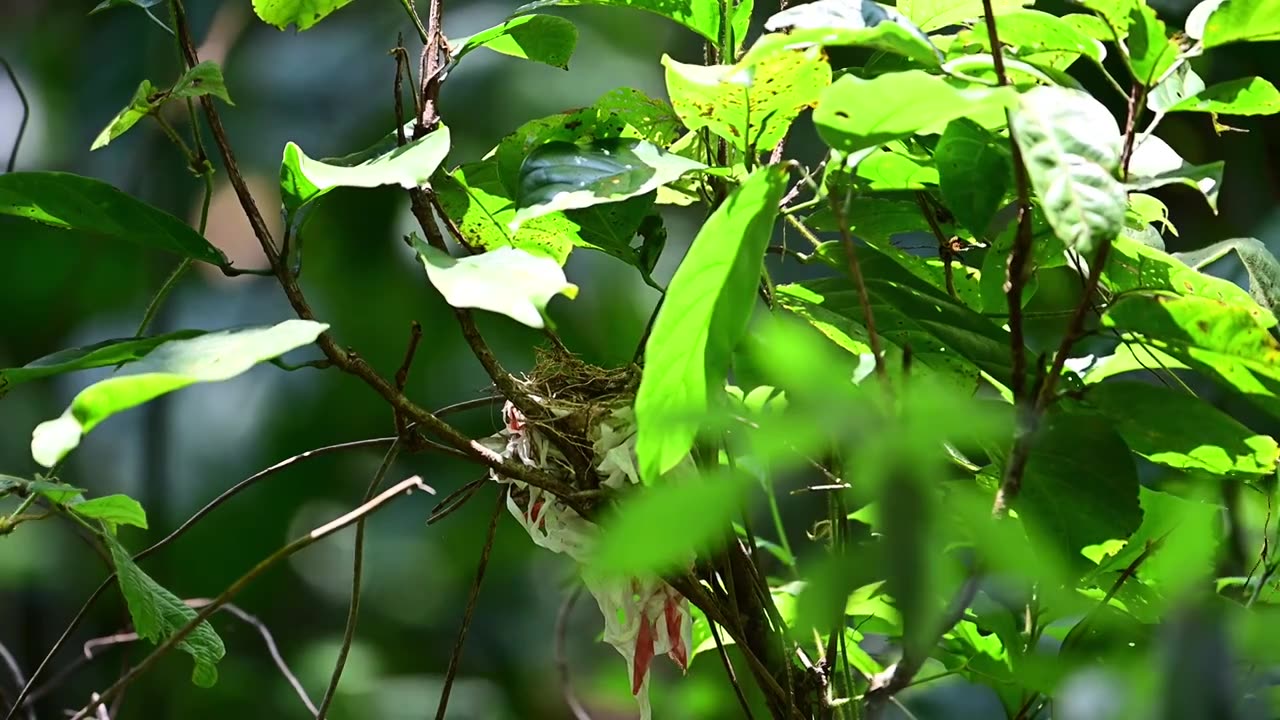 鸟视频素材