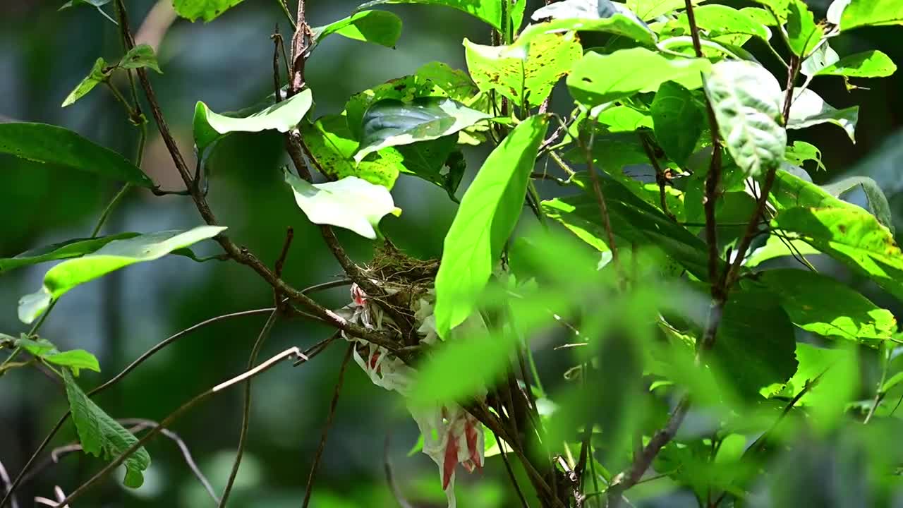 鸟视频素材