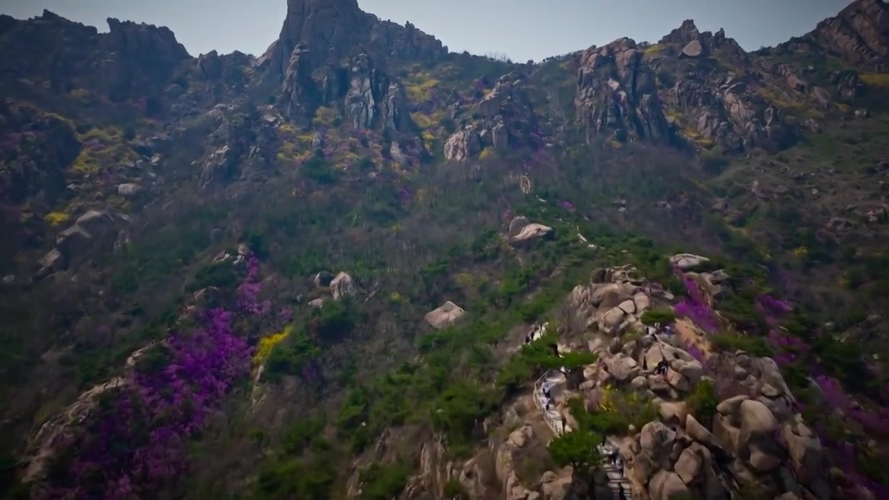 青岛大珠山花海视频素材