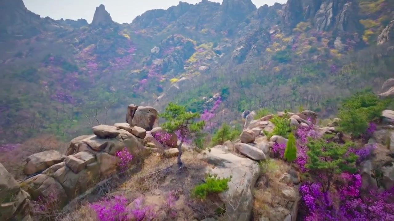 青岛大珠山花海视频素材