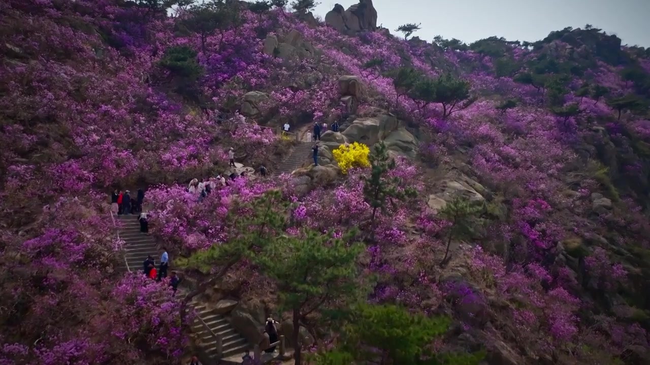 青岛大珠山花海视频素材