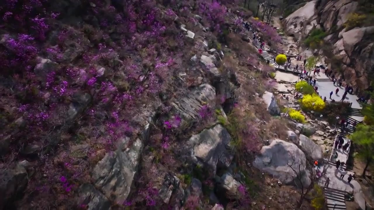 青岛大珠山花海视频下载