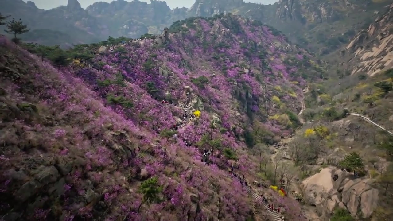 青岛大珠山花海视频素材