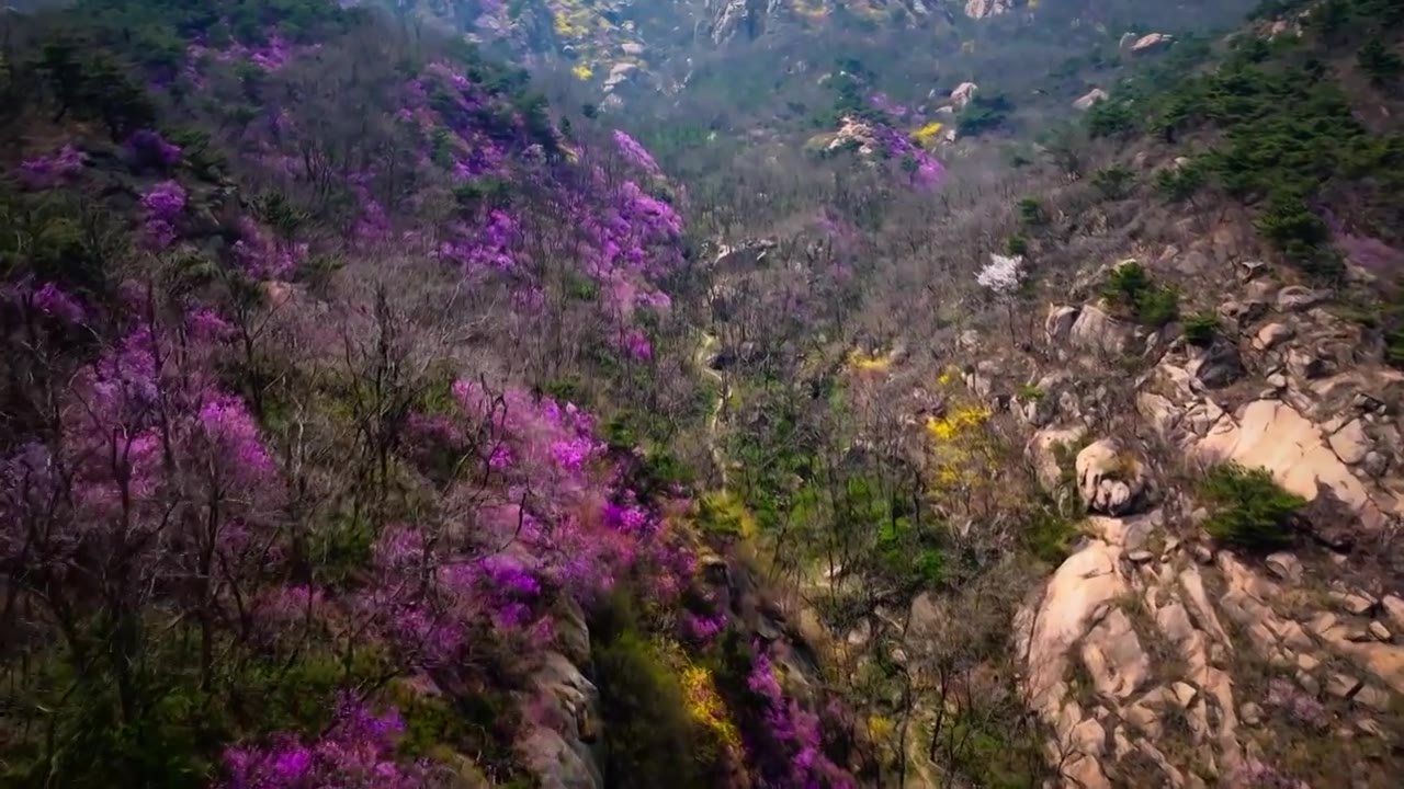 青岛大珠山花海视频下载