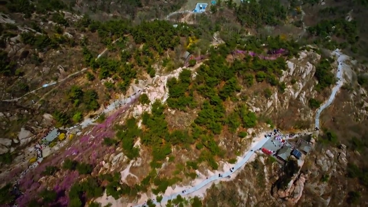 青岛大珠山花海视频素材