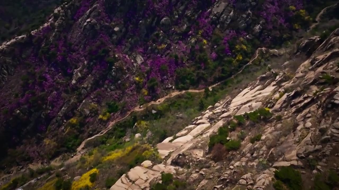 青岛大珠山花海视频下载