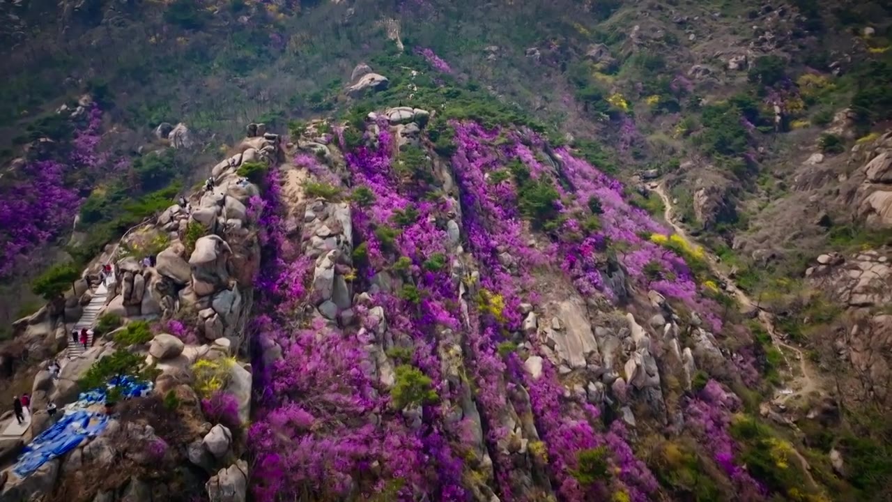 青岛大珠山花海视频素材