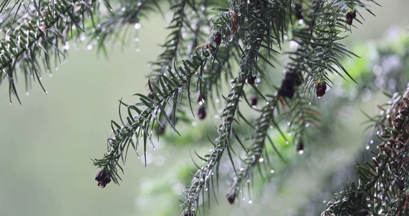 雨天松针，静谧的意境视频下载