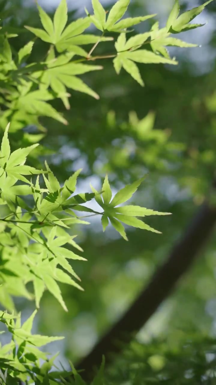 阳光下斑驳光影的树叶特写视频下载