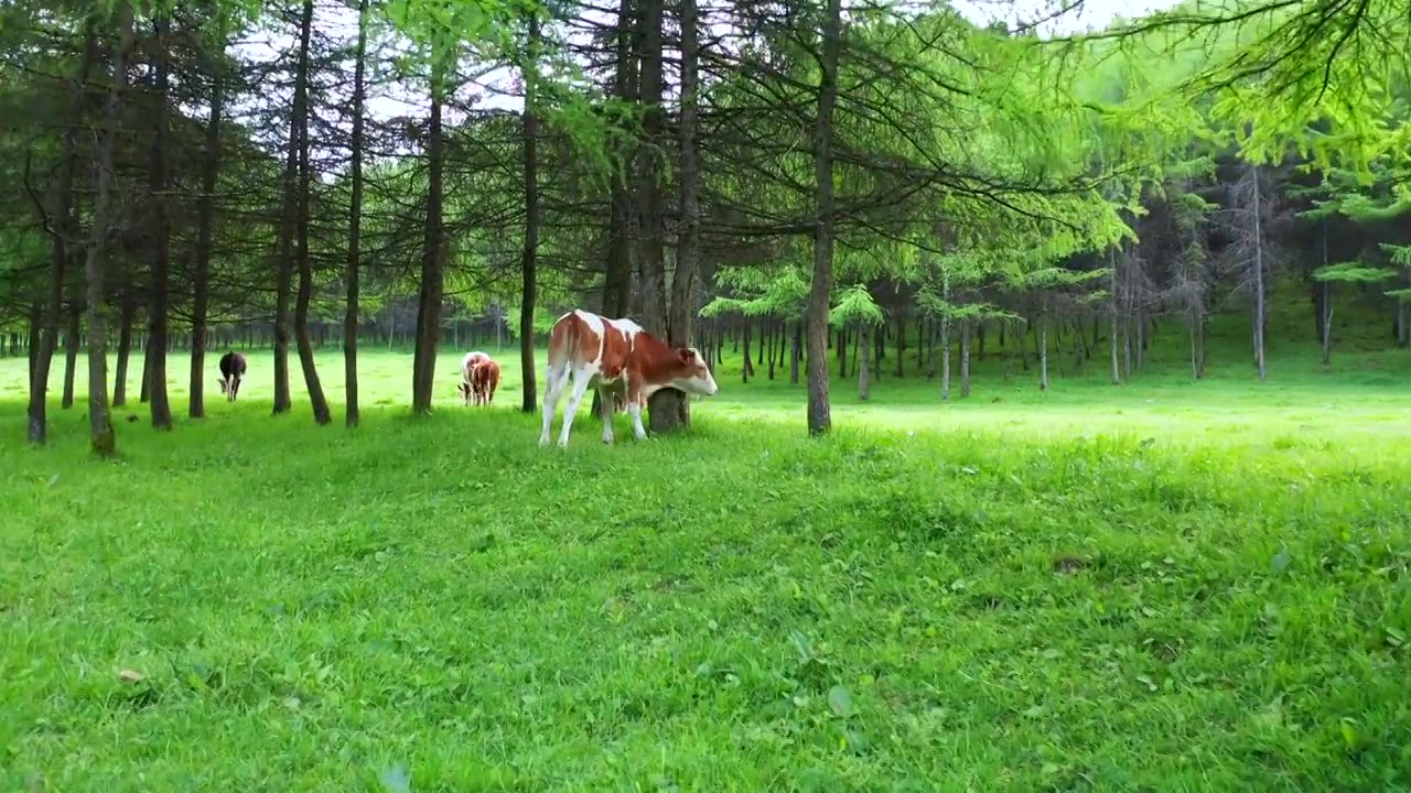 恩施大山顶国有林场抛儿山自然景观视频素材