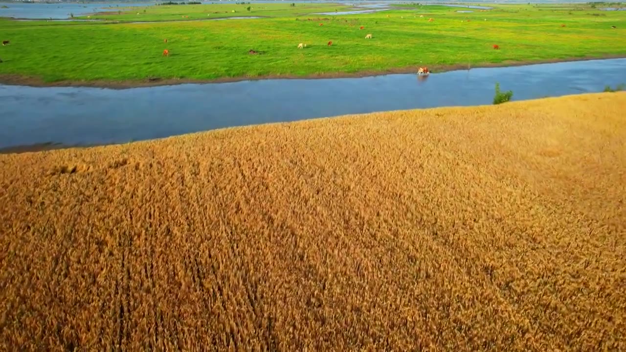 夏天湖北襄阳湿地公园麦田河流绿地牛群视频素材