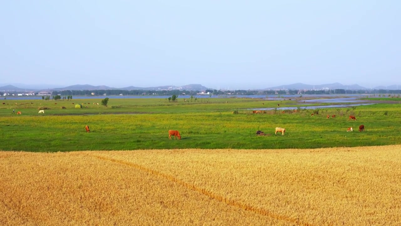 夏天湖北襄阳湿地公园麦田河流绿地牛群视频素材