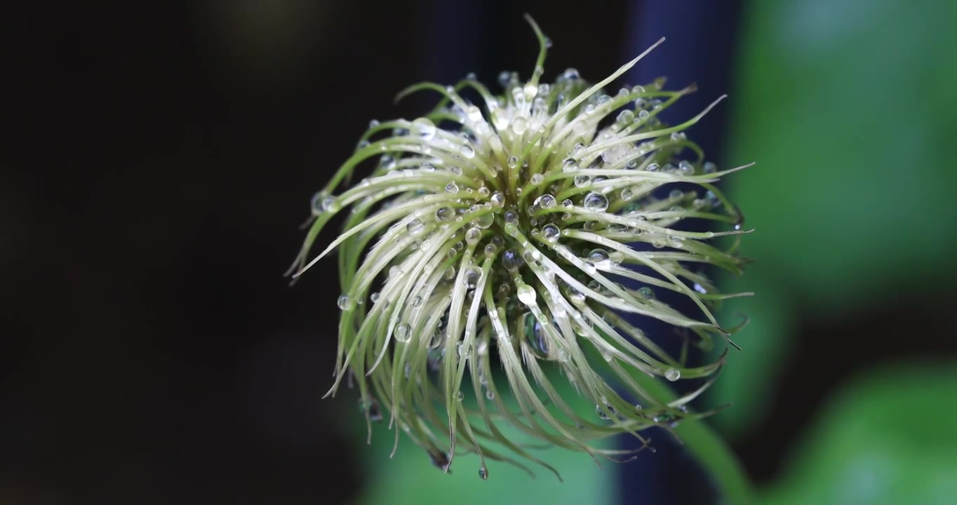 雨后的植物沾满水珠视频素材