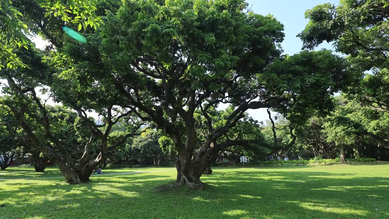 荔枝林、荔枝树、公园绿化草坪视频素材