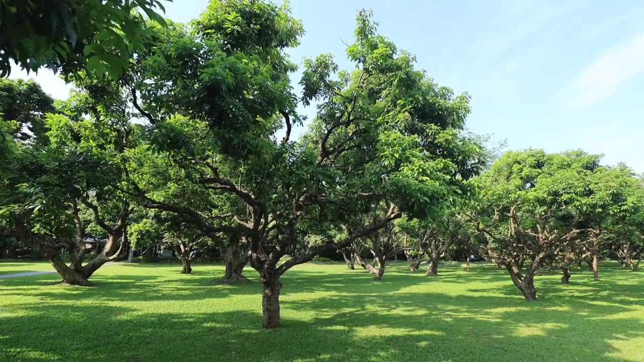 荔枝林、荔枝树、公园绿化草坪视频素材